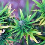 Marijuana Flowers Blooming