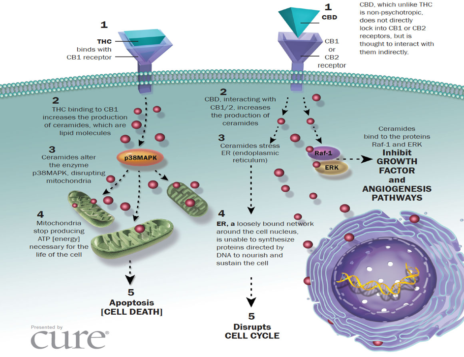 Illustration of THC & CBD interacting with the Body