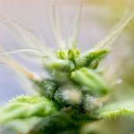 Marijuana Flower Close Up