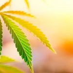 Beautiful Photograph of Marijuana Leaf at Sunrise