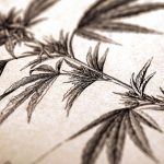 Antique Cannabis Illustration