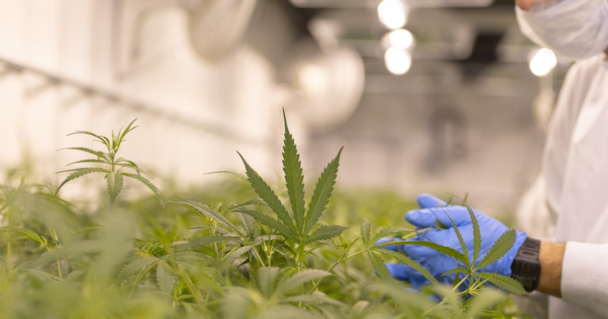 cannabis-farm-cultivation