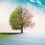 Medical Marijuana Sarasota