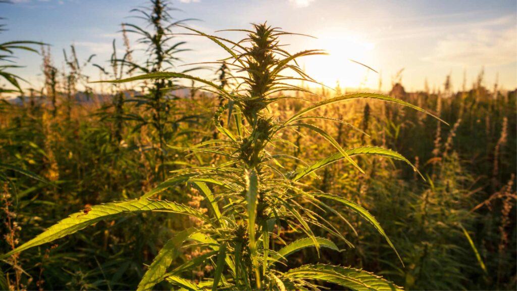 What does Medical Marijuana cure