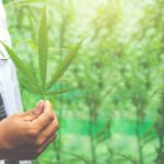 Understanding Medical Marijuana access in Florida