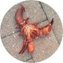 Dakota Young profile picture